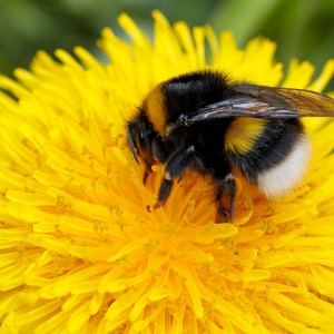 Bombus